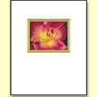 Petersen's Daylily  - Designer Prints - Mary Ahern Artist