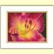 Petersen's Daylily  - Designer Prints - Mary Ahern Artist