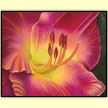 Petersen's Daylily  - Designer Prints - Mary Ahern Artist