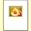 Mapplethorpe's lily  - Designer Prints - Mary Ahern Artist