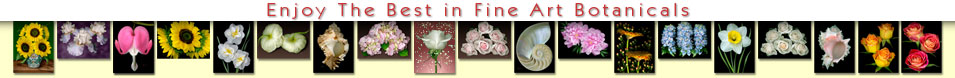 Mary Ahern-Botanical Art & Still Life Painting