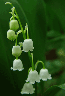 Lily of the Valley
