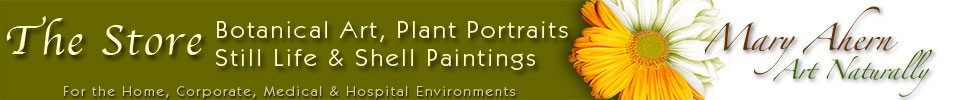 Mary Ahern Artist - Botanical Art and Still Life Paintings for Home, Corporate, Medical and Hospital Environments