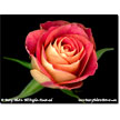 Single Red Rose