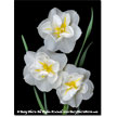Daffodil Trio