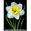 Single White Daffodil