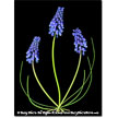 Grape Muscari