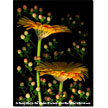 Gerberas with Hypericum