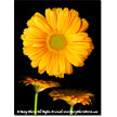 Orange Gerberas