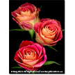 Triple Red Rose