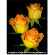 Triple Yellow Rose
