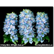 Delphinium Trio