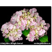 Pink Hydrangea