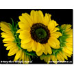 Sunflower Trio