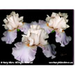 Iris Germanica