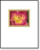 Petersen's Daylily