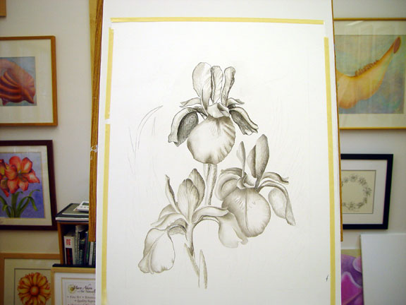 Siberian Iris