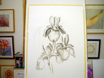 Siberian Iris