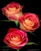 Original Fine Art and Prints