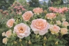 Peggy\'s Rose Garden