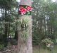 2013-08-fire-flame-peony-15x72