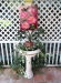 Pink Camellias