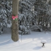 Fire Flame Peonies on the Tree in the Snow