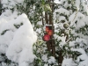 Triple Red Rose in the garden in the snow