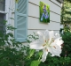 Siberian Iris Trio