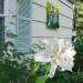 2015-05-Siberian-Iris-on-garage-DSC05588-15x72