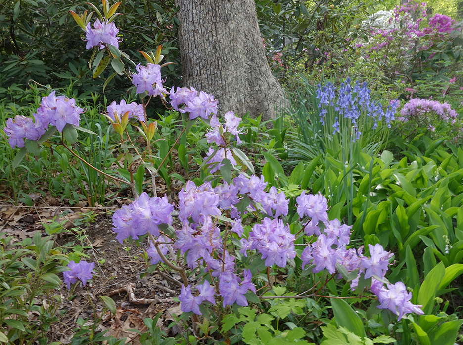 My Garden with rhododendrons and hyacinths