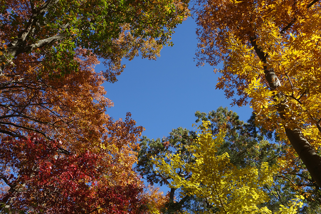 Woodland Trees and Sky