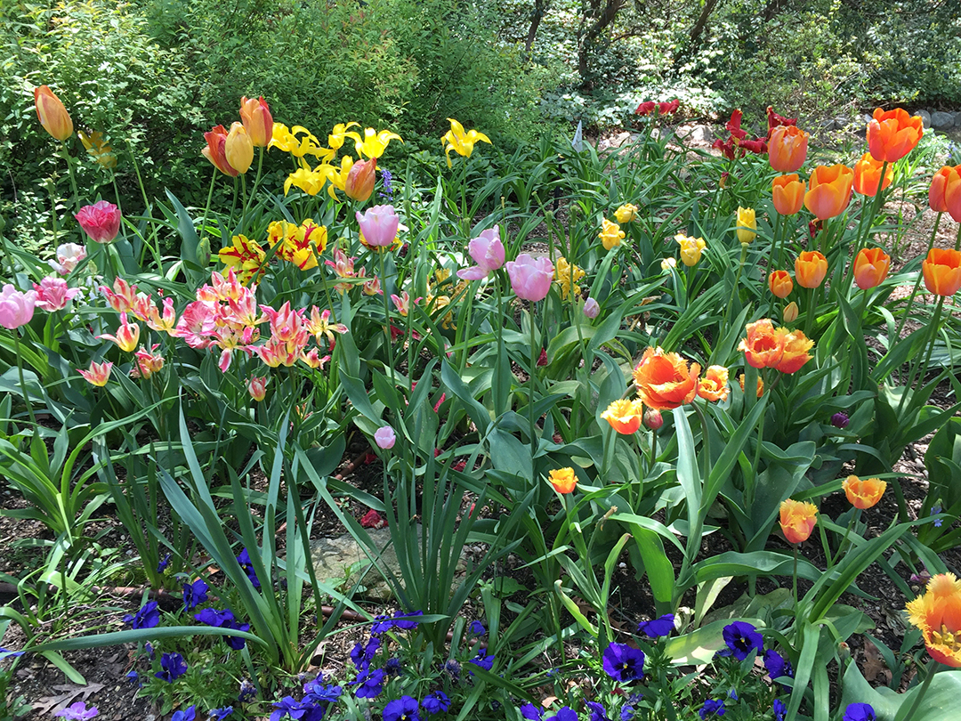 Tulips in a May Garden. Mary Ahern the Aritst