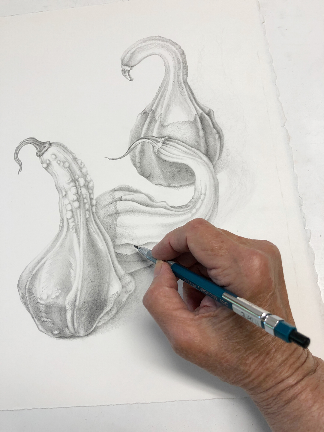 Graphite Drawing of Gourds in my Studio