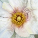 White Peony Squared