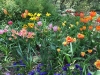 Tulips in a May Garden
