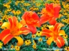 Daylilies & Rudbeckia - Mixed Media Painting - Mary Ahern
