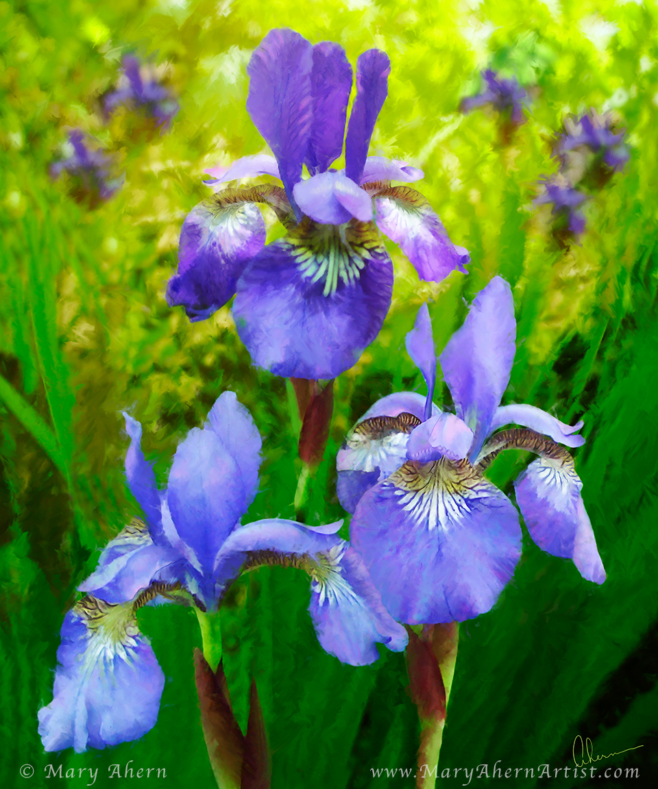 Siberian Iris Trio