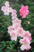 110601-Ahern-Conversation-Piece-Azalea-940x72