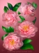 110602-Ahern-pink-camellias-13x17x72