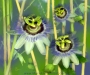 110605-Ahern-Passionflowers-with-bamboo-13x72