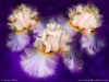 Dancing Iris Trio