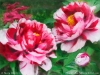 110608-Ahern-fire-flame-peony-960px72