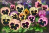 110609-Ahern-pansy-field-960px72