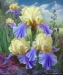 Ellen's Irises