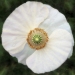 White Iceland Poppy - Original Fine Art and Prints