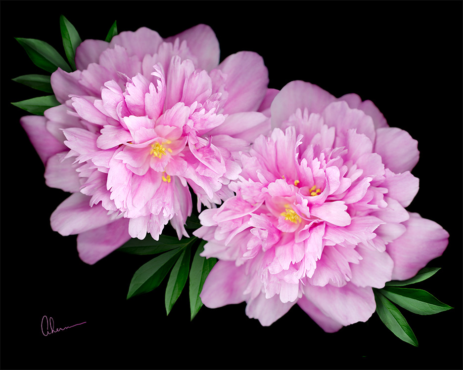 Kansas Peonies by the artist, Mary Ahern. Art print available in various sizes on canvas, fine art paper, metal or acrylic.