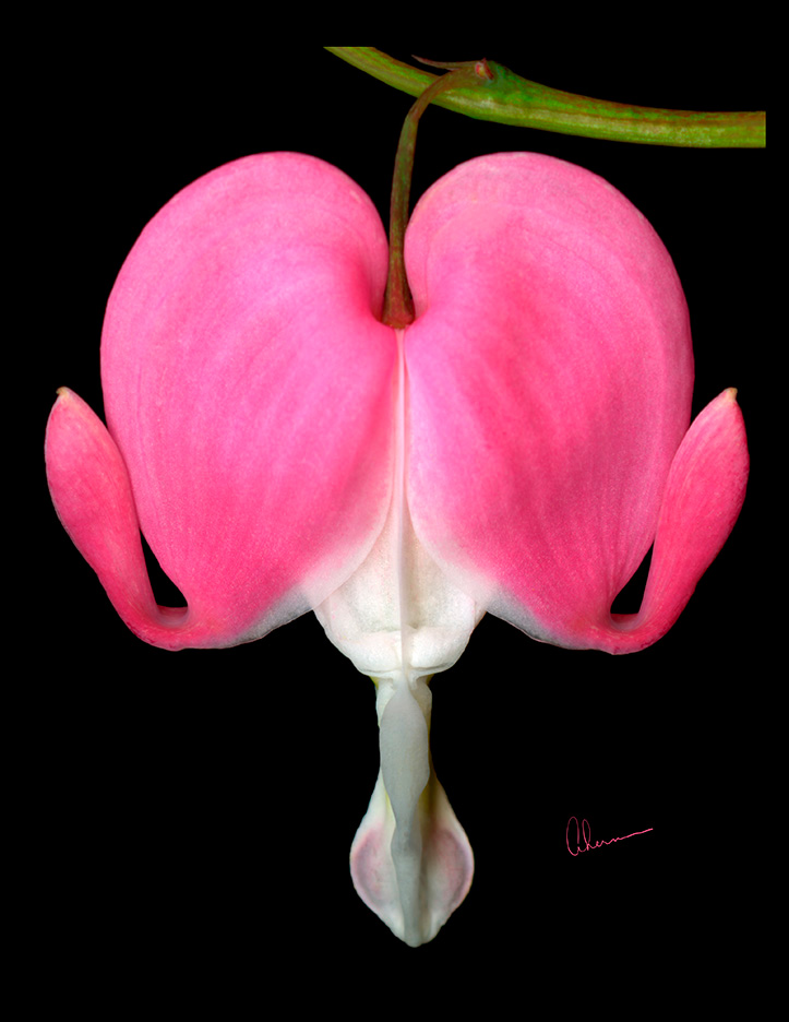 Bleeding Heart by the artist, Mary Ahern. Art print available in various sizes on canvas, fine art paper, metal or acrylic.