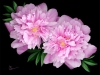 Kansas Peonies