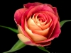 0605-05-single-red-confetti-rose-right